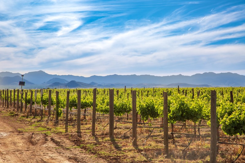 Arizona Stronghold Vineyards photo