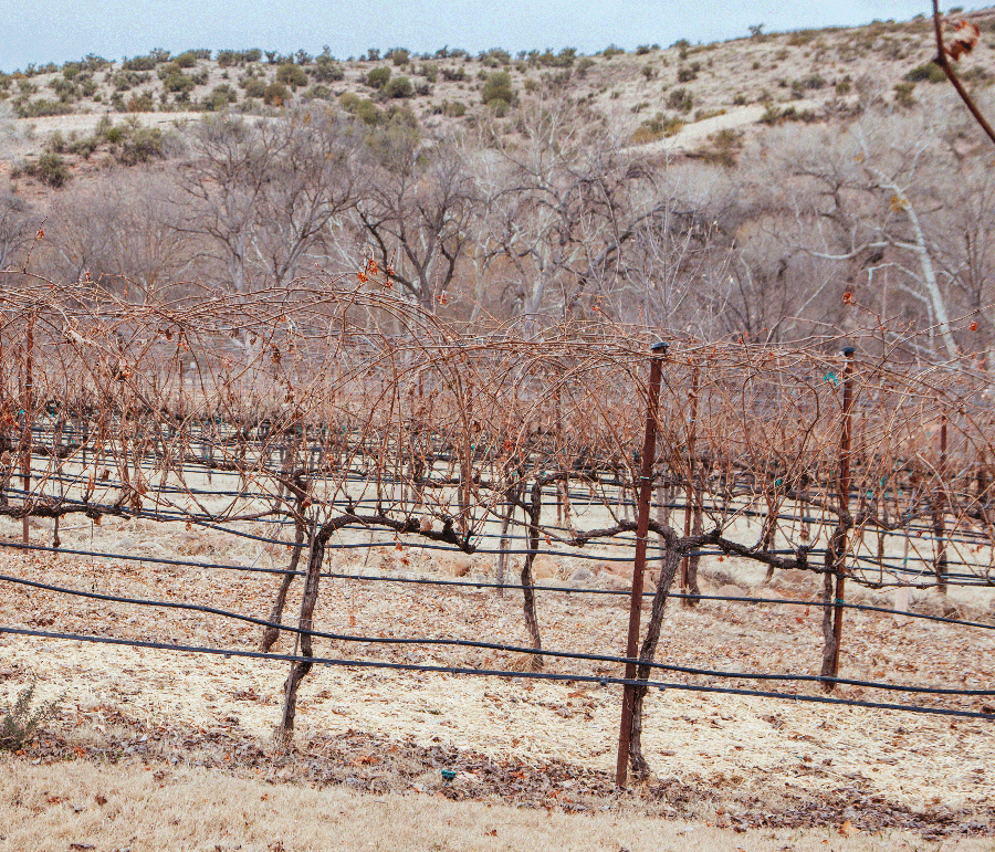 Winemaking in a Desert Climate